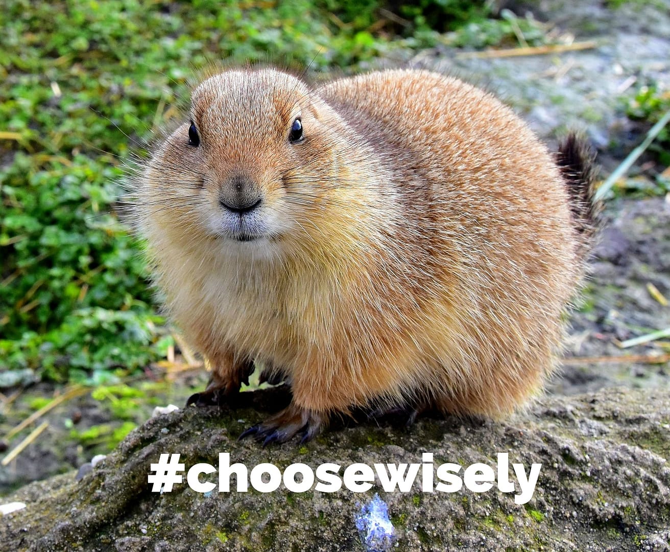 Choose Wisely Groundhog